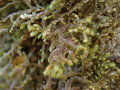 Frullania teneriffae