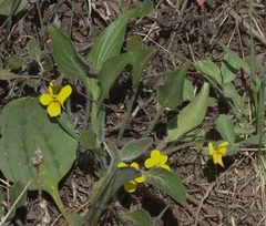Viola praemorsa