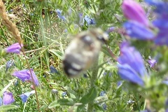Anthophora aestivalis