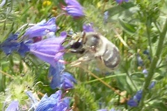 Anthophora aestivalis