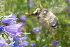 Anthophora aestivalis