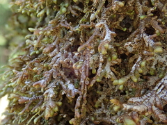 Frullania teneriffae