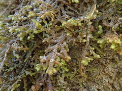 Frullania teneriffae