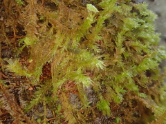 Neckera cephalonica