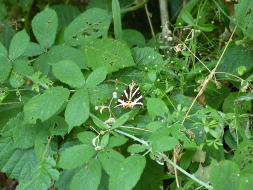 Euplagia quadripunctaria