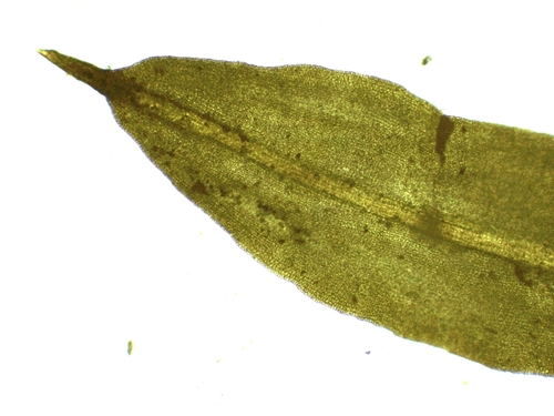 Trichostomum brachydontium image