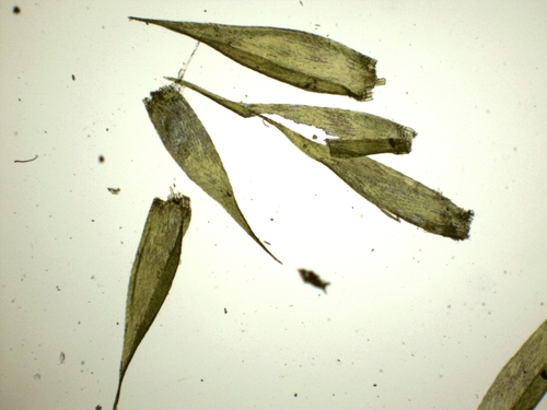 Sematophyllum image