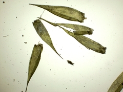 Sematophyllum substrumulosum image