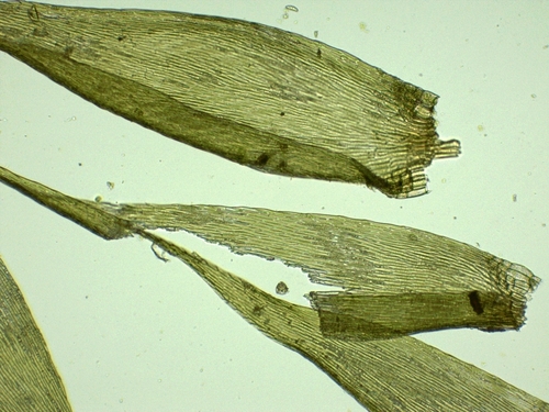 Sematophyllum image