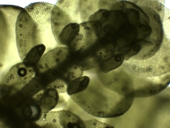 Frullania polysticta