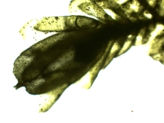 Frullania polysticta