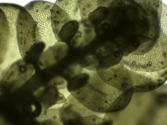 Frullania polysticta