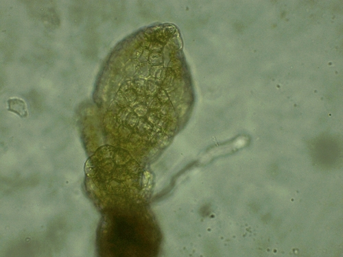 Zygodon rupestris image