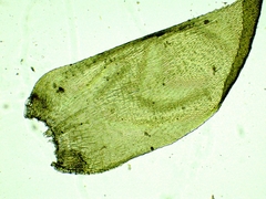 Hypnum uncinulatum image