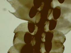Frullania teneriffae