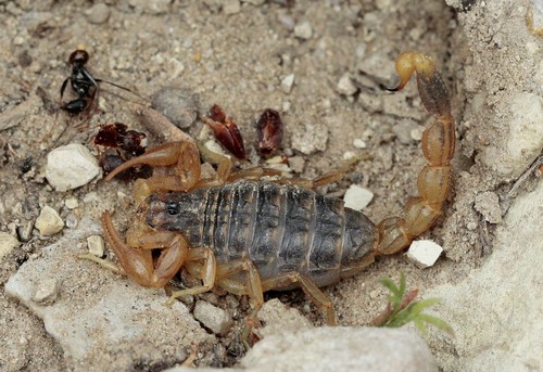 Mesobuthus bogdoensis