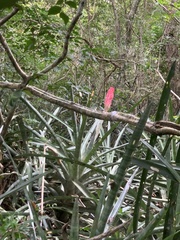 Quesnelia quesneliana