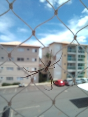 Trichonephila clavipes