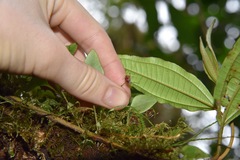 Scaphosepalum dodsonii