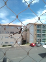 Trichonephila clavipes