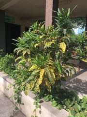 Codiaeum variegatum pictum