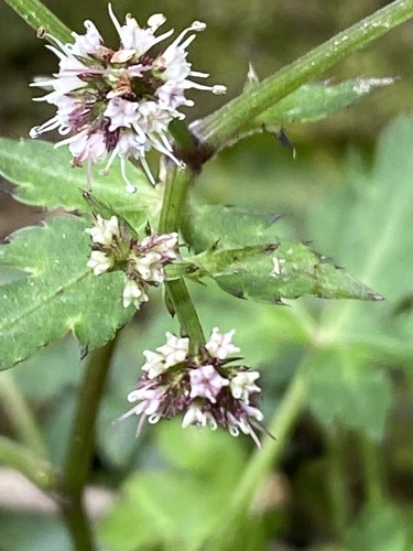 Sanicula elata
