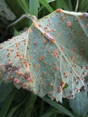 Puccinia malvacearum