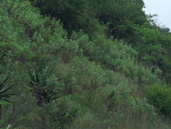 Berkheya bipinnatifida