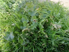 Puccinia malvacearum