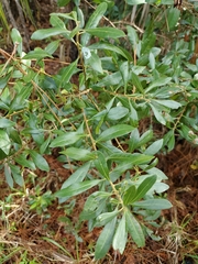 Morella cerifera image