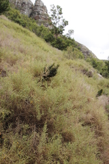 Aspalathus divaricata