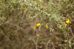 Aspalathus divaricata