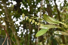 Stelis superbiens