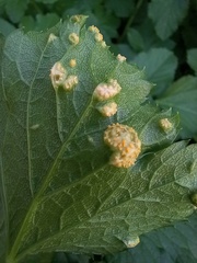 Puccinia smyrnii