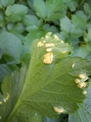 Puccinia smyrnii