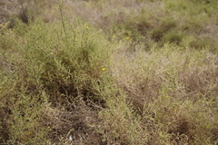 Aspalathus divaricata