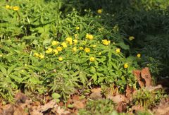 Anemonoides ranunculoides