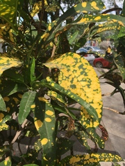 Codiaeum variegatum pictum