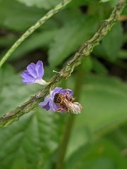 Paratetrapedia flaveola