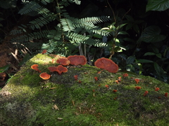 Polyporales