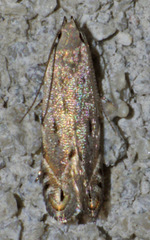 Battaristis nigratomella