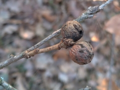 Andricus infectorius