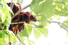 Alouatta sara