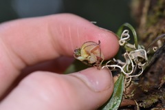 Masdevallia nidifica