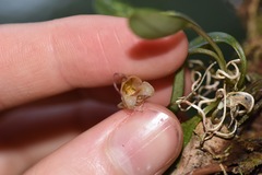 Masdevallia nidifica