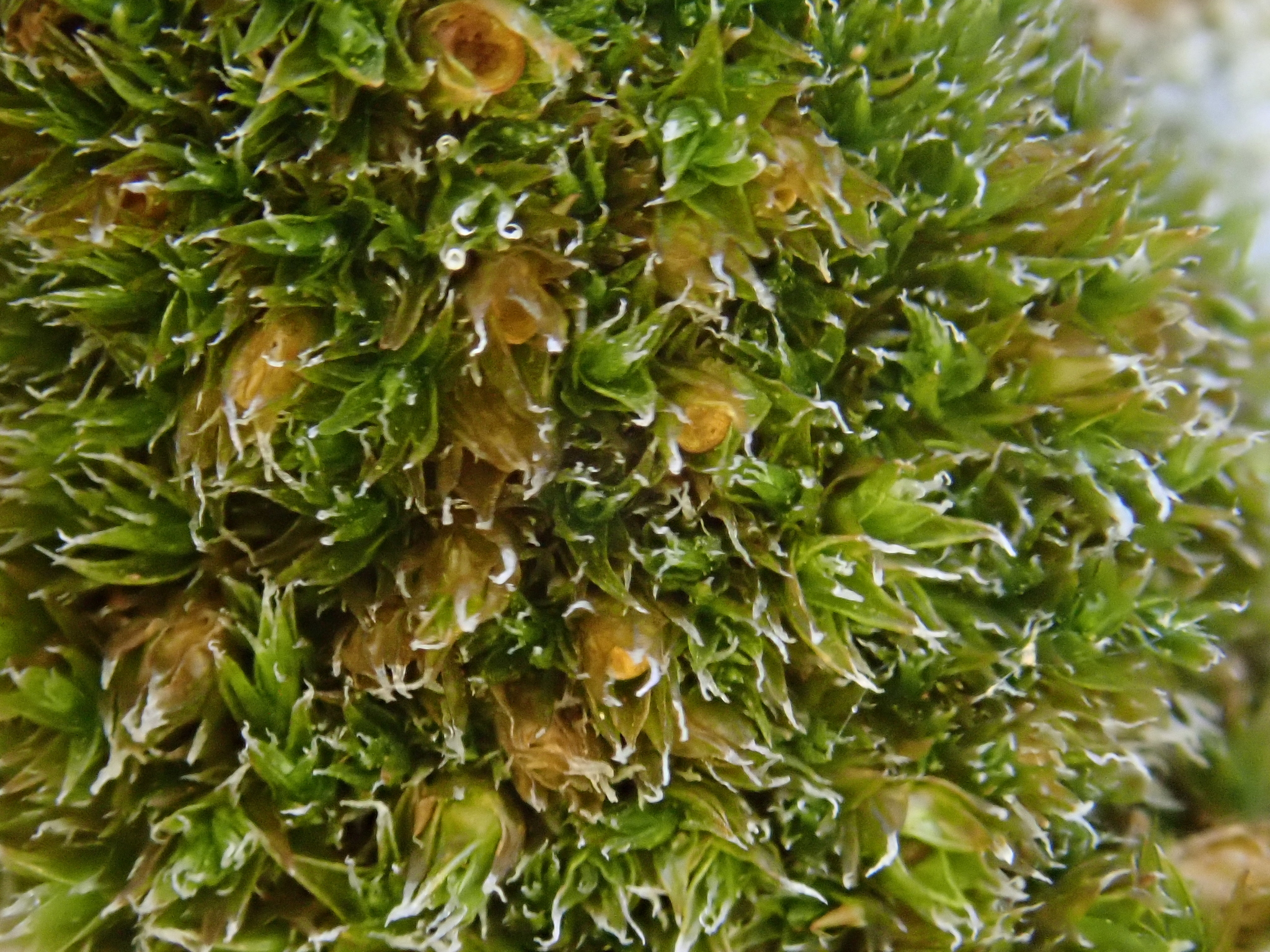 Schistidium flaccidum