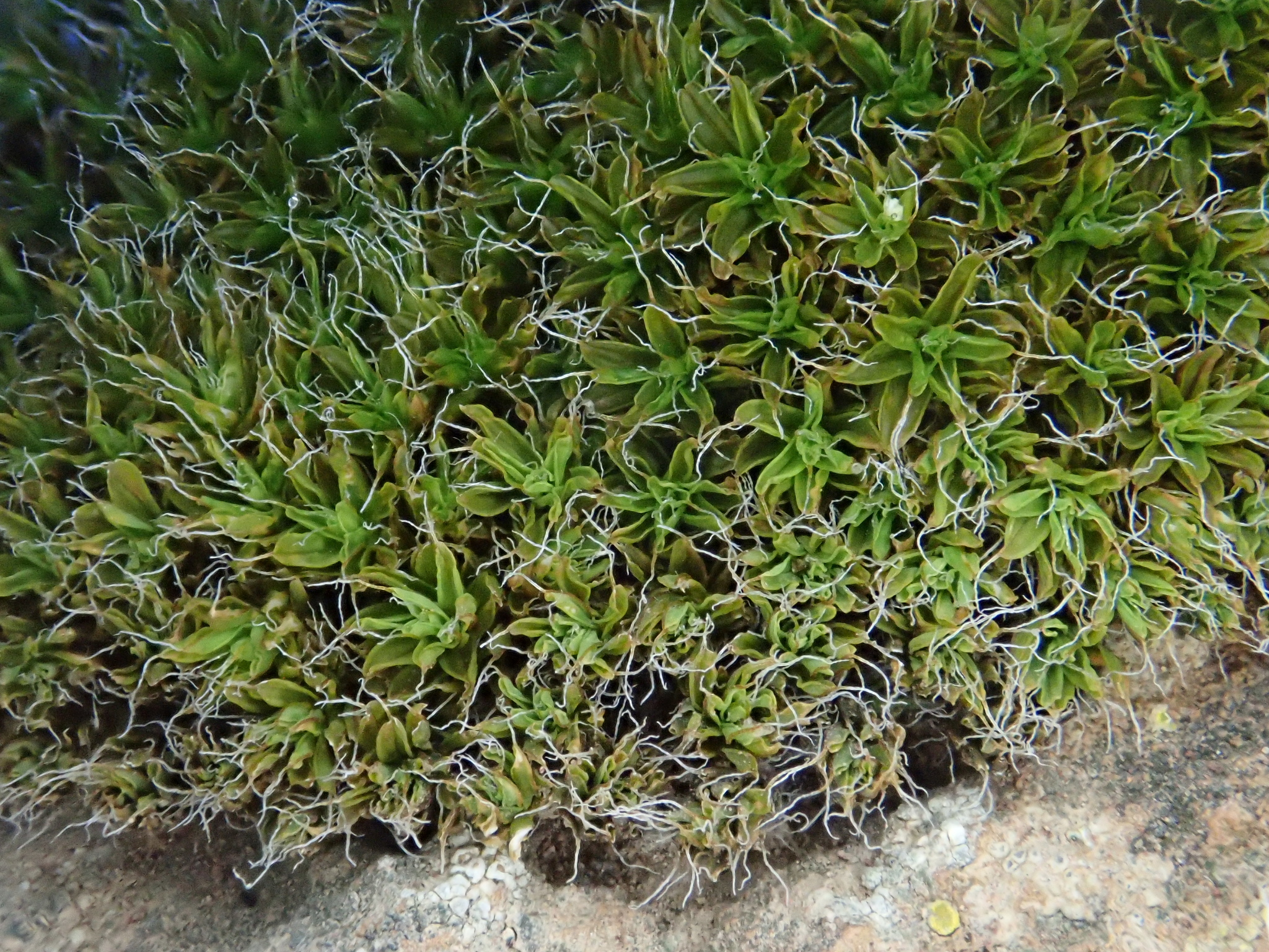 Syntrichia ruralis
