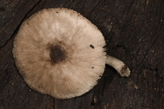 Pluteus saupei