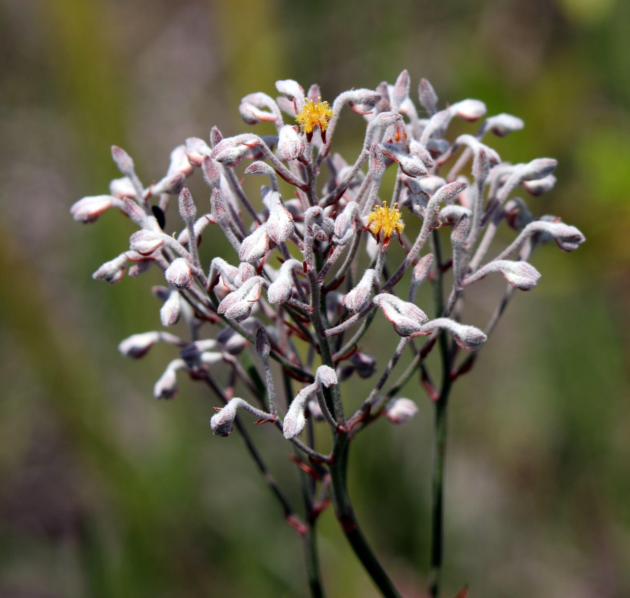 Lophiola aurea