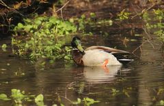 Anas platyrhynchos